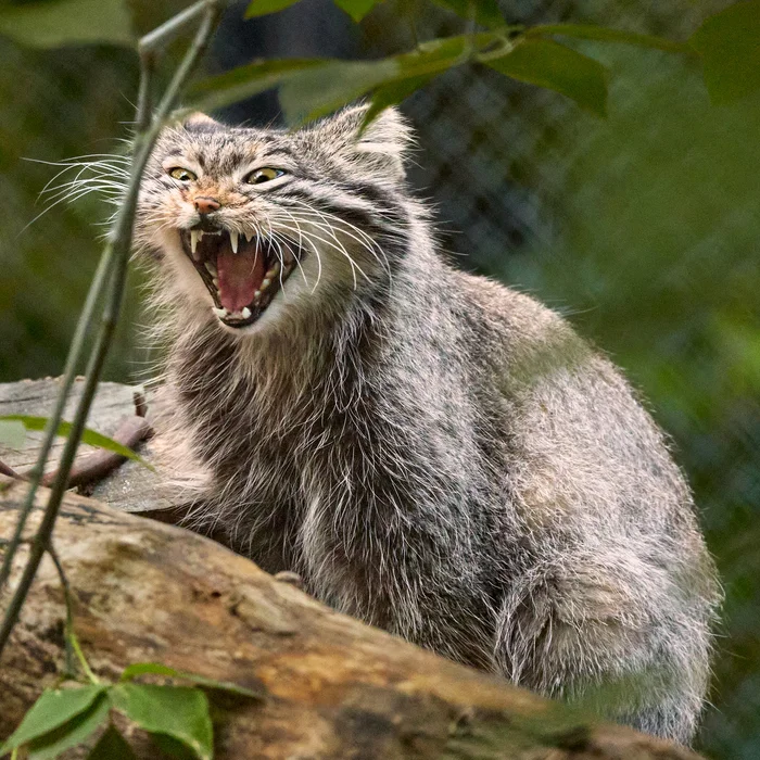 Good morning from Pallas Snowflake - My, Pallas' cat, Novosibirsk Zoo, Wild animals, Longpost, Zoo, Cat family, Small cats, Predatory animals, Yawn