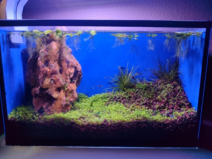 Креветочник