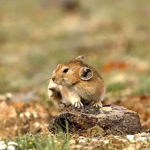 Altai pika - Pika, Sailyugem National Park, Altai Republic, Wild animals, wildlife, The photo, Telegram (link), Longpost