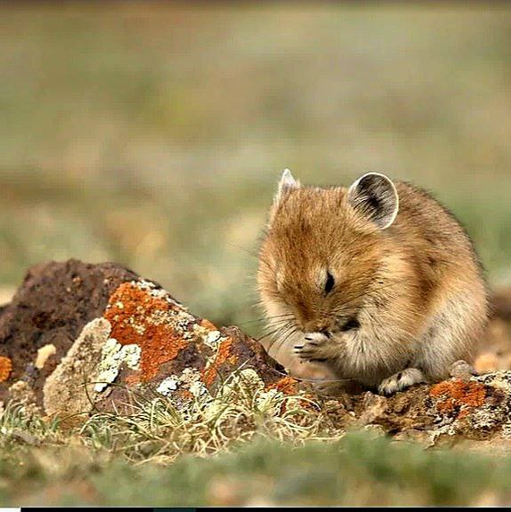 Altai pika - Pika, Sailyugem National Park, Altai Republic, Wild animals, wildlife, The photo, Telegram (link), Longpost