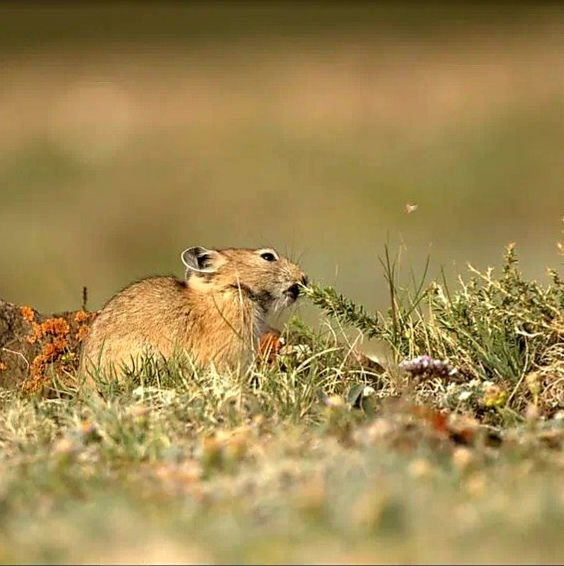 Altai pika - Pika, Sailyugem National Park, Altai Republic, Wild animals, wildlife, The photo, Telegram (link), Longpost