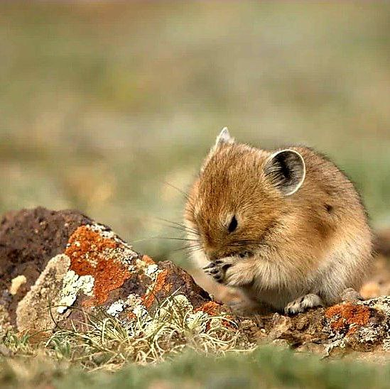 Altai pika - Pika, Sailyugem National Park, Altai Republic, Wild animals, wildlife, The photo, Telegram (link), Longpost