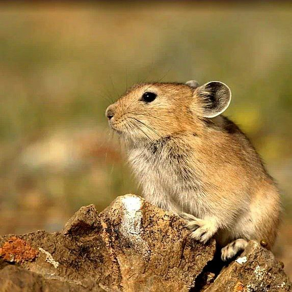 Altai pika - Pika, Sailyugem National Park, Altai Republic, Wild animals, wildlife, The photo, Telegram (link), Longpost