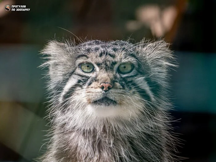 Moving - Pallas' cat, Small cats, Cat family, Predatory animals, Wild animals, Zoo, Aviary, Barnaul, The photo, Video, Vertical video, Telegram (link), Longpost