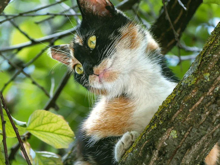 On a branch - My, The photo, Canon, Street photography, City walk, cat, Tricolor cat, Crimea, Evpatoria, Beginning photographer, Pet the cat