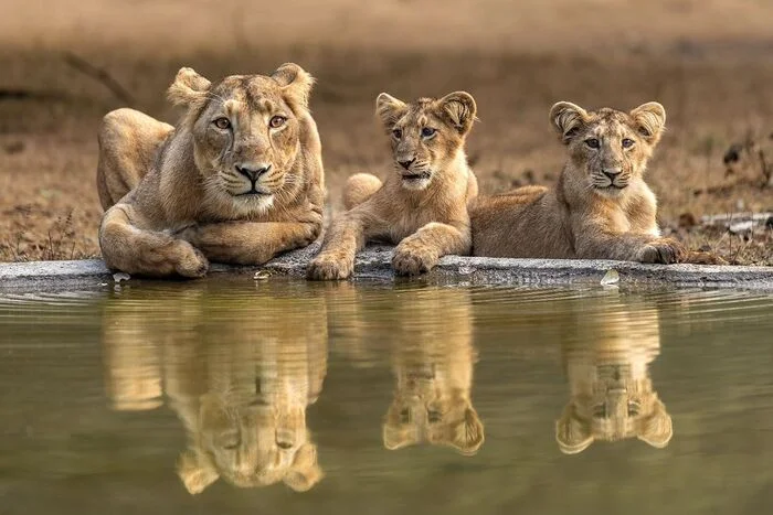 Beach holiday - Lion cubs, Lioness, a lion, Big cats, Cat family, Predatory animals, Wild animals, wildlife, National park, India, Water, The photo