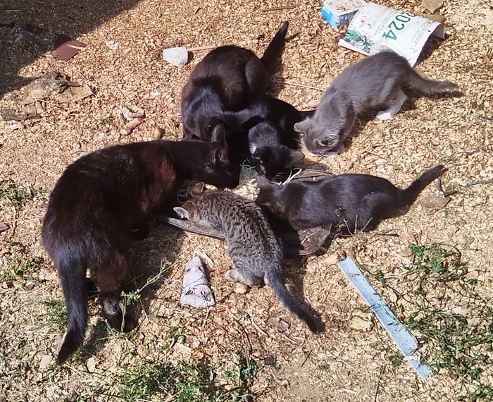 ������������ ������������