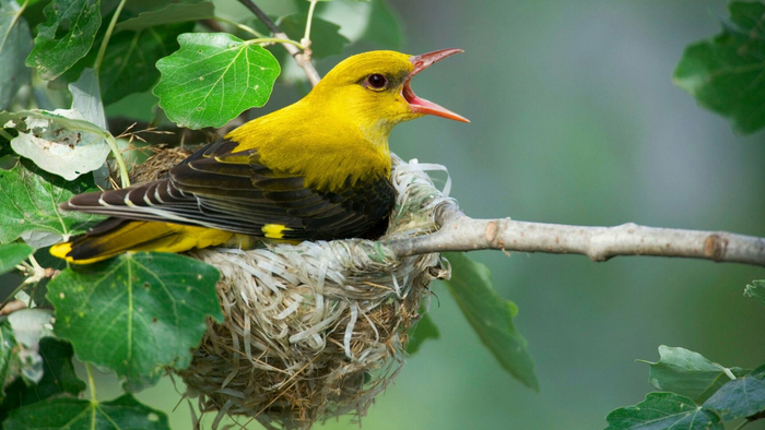      !   .  ,   .        ?!