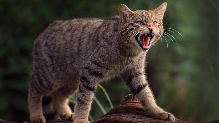 ��������: Charlie Marshall/CC BY 2.0