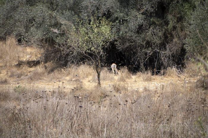 А потом вдалеке мы увидели чью-то попку