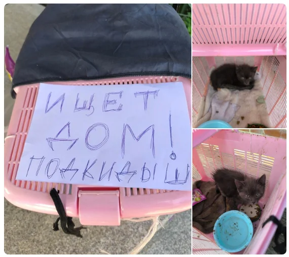 Little kitten with a broken leg really needs a home - cat, Kittens, Animal Rescue, Helping animals, Kaluga region, Moscow region, Russia, Homeless animals, In good hands, No rating, The strength of the Peekaboo, VKontakte (link)