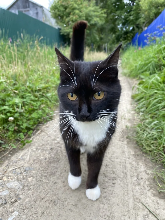 Here's a cute cat for your feed - Homeless animals, cat, Milota, Black cat, The photo