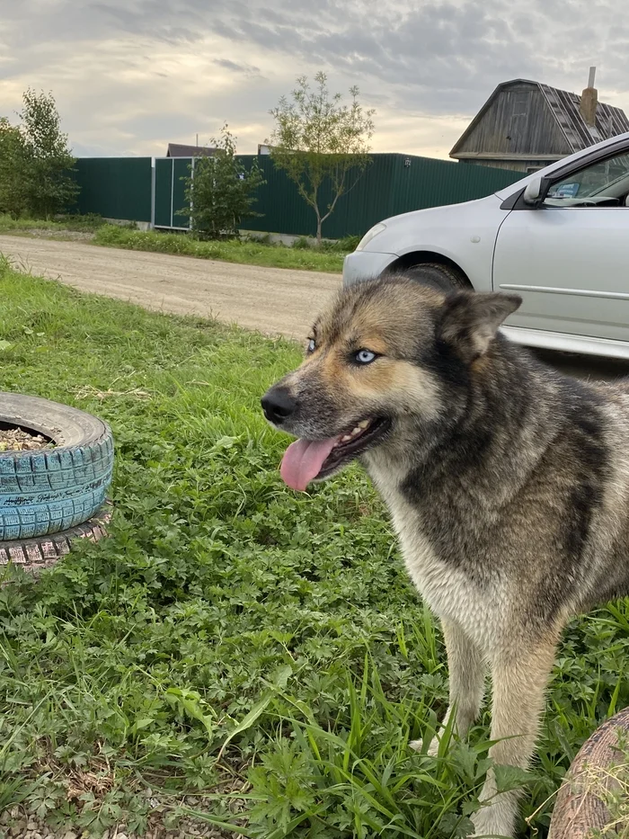 Those eyes made me feel cold - Dog, Homeless animals, Eyes, The photo