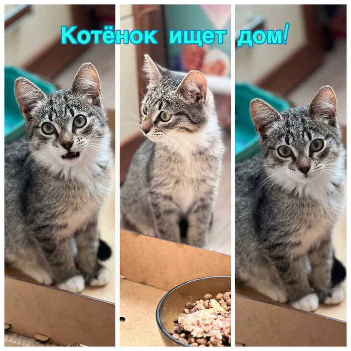 Котёнок ищет дом - Моё, Котята, Домашние животные, Кошатники, В добрые руки, Бездомные животные, Без рейтинга, Приют, Помощь, Длиннопост, Кот