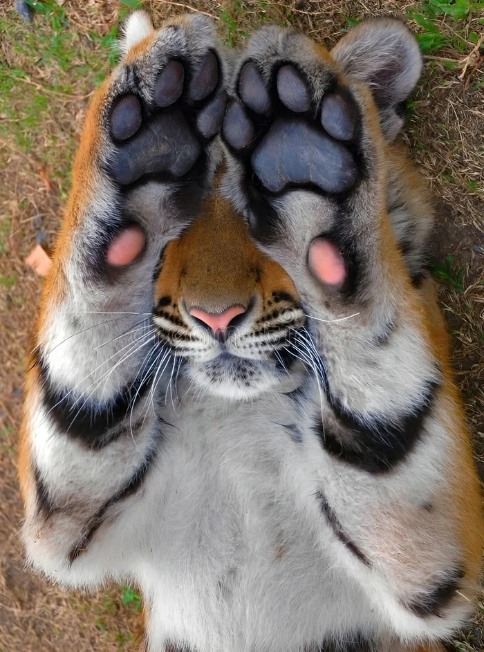 It's a shame... - The photo, Tiger, Paws, Animals, Big cats