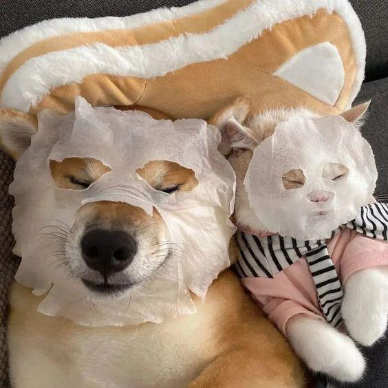 Family spa - Dog, cat, Shiba Inu, Spa, Mask, Cats and dogs together, Milota