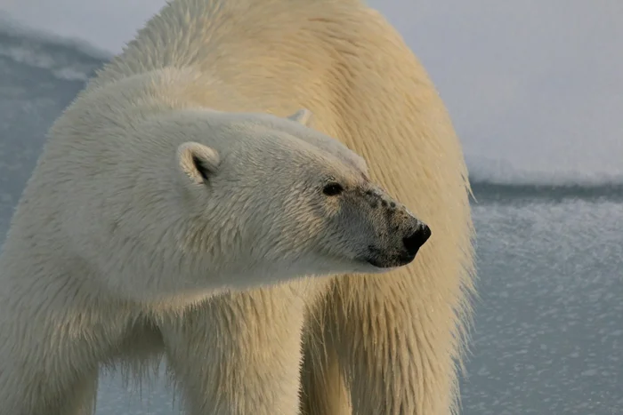 Polar bears maul a man in the Arctic - Polar bear, Wild animals, Canada, North America, Negative, The Bears, Attack, Death, Predatory animals, Arctic