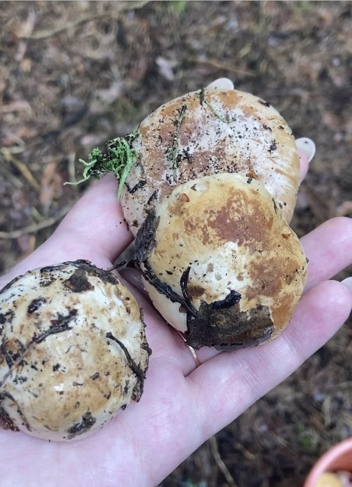 Dear mushroom pickers, what kind of mushroom is this? - My, Mushrooms, Mushroom pickers, Forest, Longpost, Question, The photo