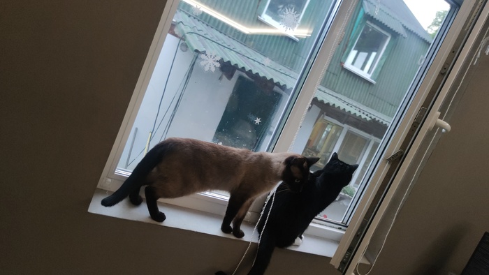 Подоконников нет. Откосы окна отделаны ПВХ ламинатом