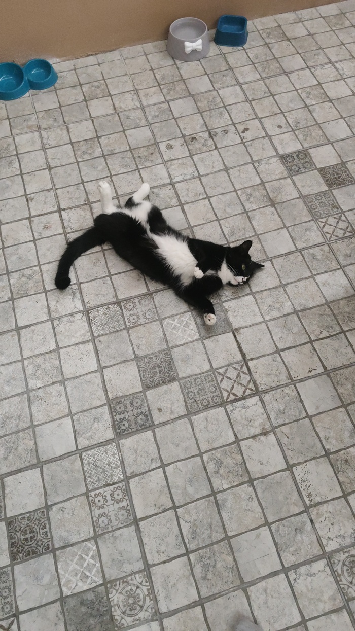 Тоже ещё плинтуса не смонтированы на этом фото. Но пол тёплый, кот прочуствовал