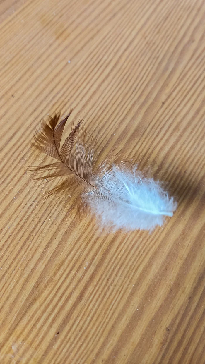 Photo project Let's take a closer look post No. 71. Chicken feather - My, Nature, Macro photography, The photo, Village, Microfilming, Feather, The nature of Russia, Hen, Longpost