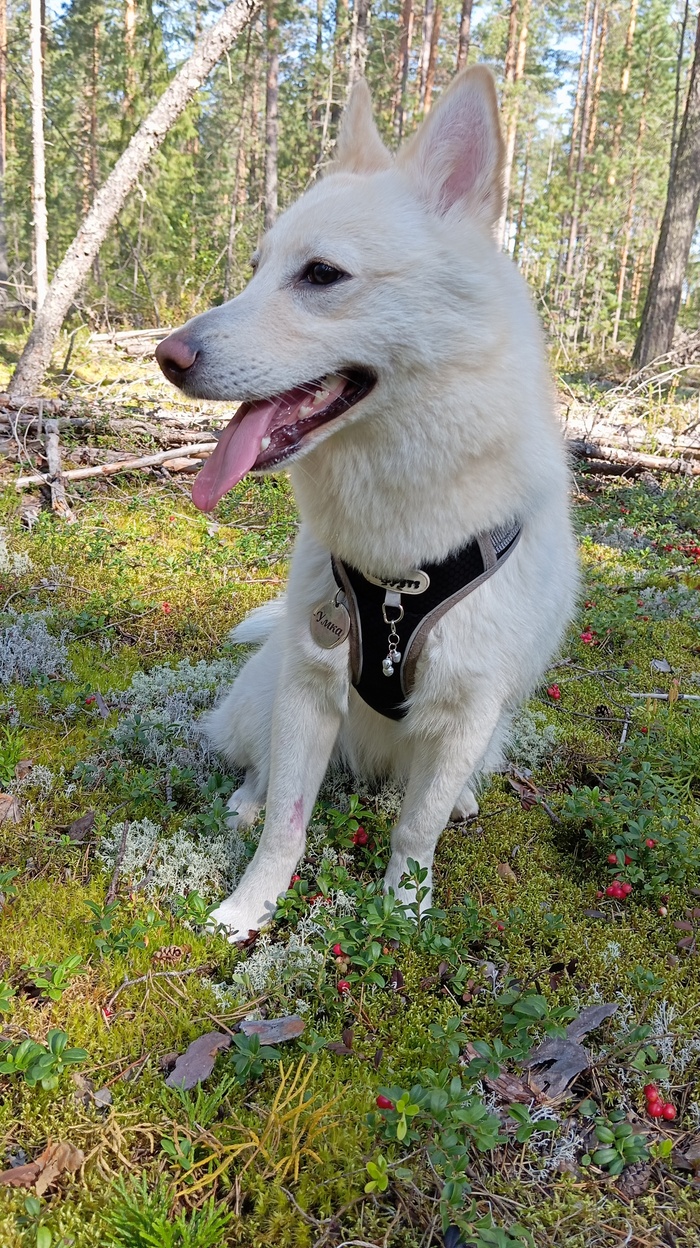 Сидела в бруснике