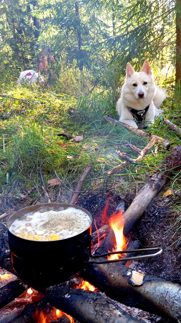 Контролировала приготовление пищи