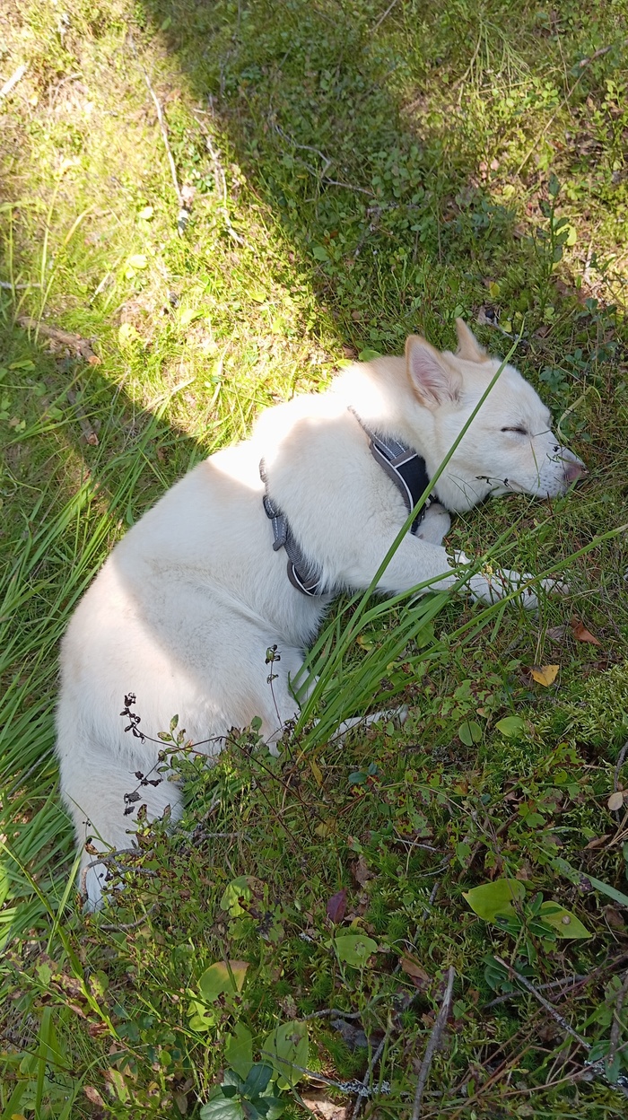 Спала очень уставшая после беготни