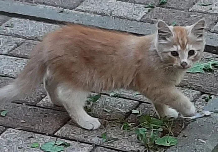 Котята в беде, нужен временный дом. Москва, ЮЗАО - Моё, Без рейтинга, Москва, Благотворительность, Передержка, Котята, Доброта, Добрые дела, В добрые руки, Потеряшка, Волонтерство, Кошатники, Спасение животных, Бездомные животные, Приют для животных, Домашние животные, Кот, Длиннопост, Московская область, Новая Москва