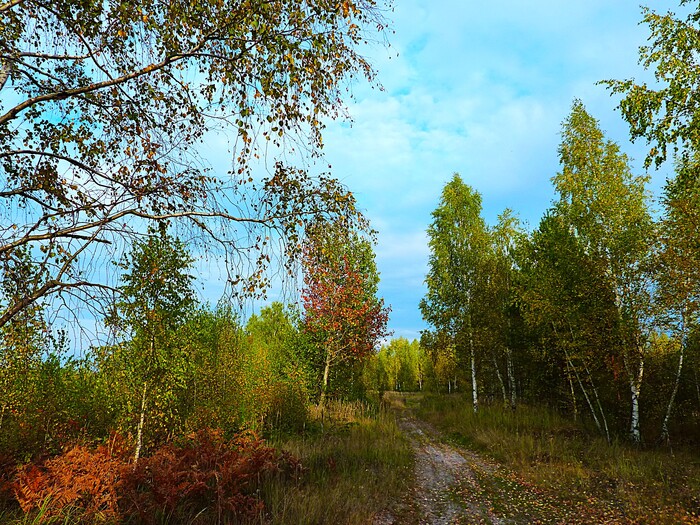 Лесная дорога