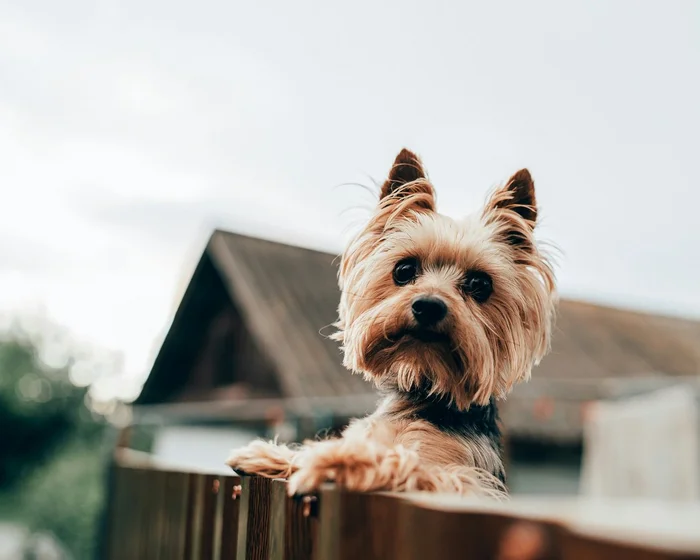 Yorkshire terrier fell into the river and fought off a shark - Yorkshire Terrier, Dog, Wound, Attack, Shark, USA, Florida, The rescue