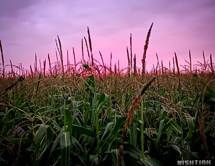 Corn at sunset - My, Field, Corn, Sunset, Sky, The photo, Mobile photography, Filter