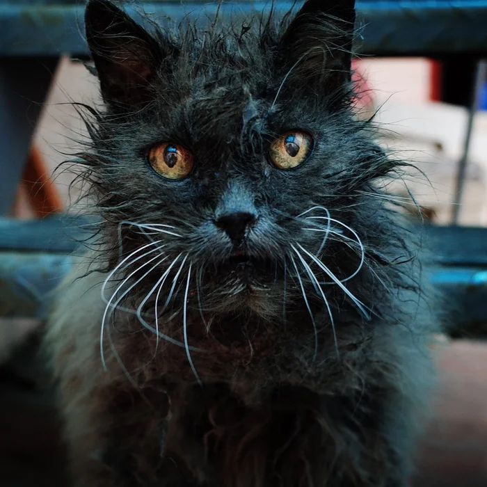 Wandering Signors - My, The photo, Street photography, Town, cat, Animals, Eagle, Fluffy, Pet the cat, The street, Longpost