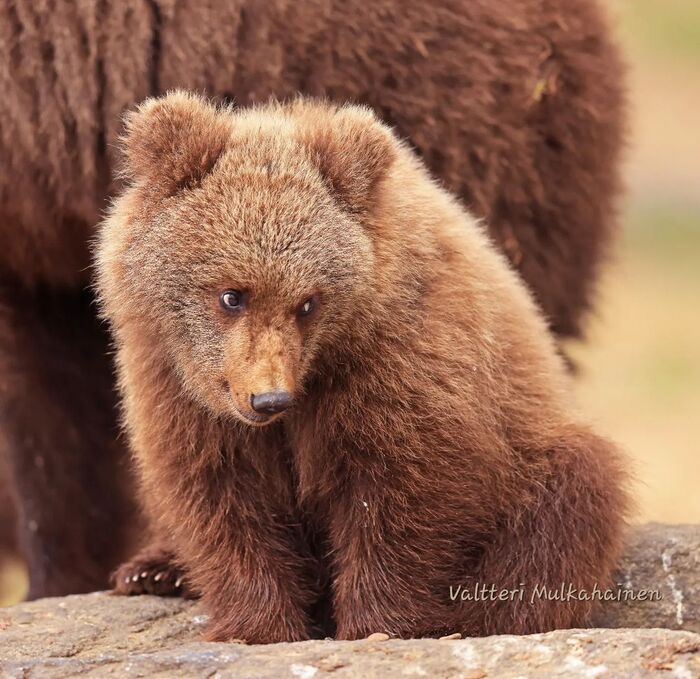 Shy - The Bears, Brown bears, Teddy bears, Predatory animals, Wild animals, wildlife, Finland, The photo