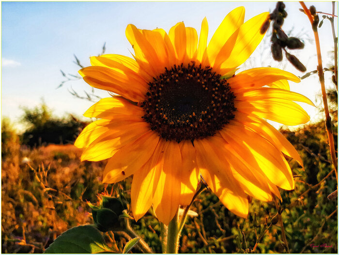 В летний зной