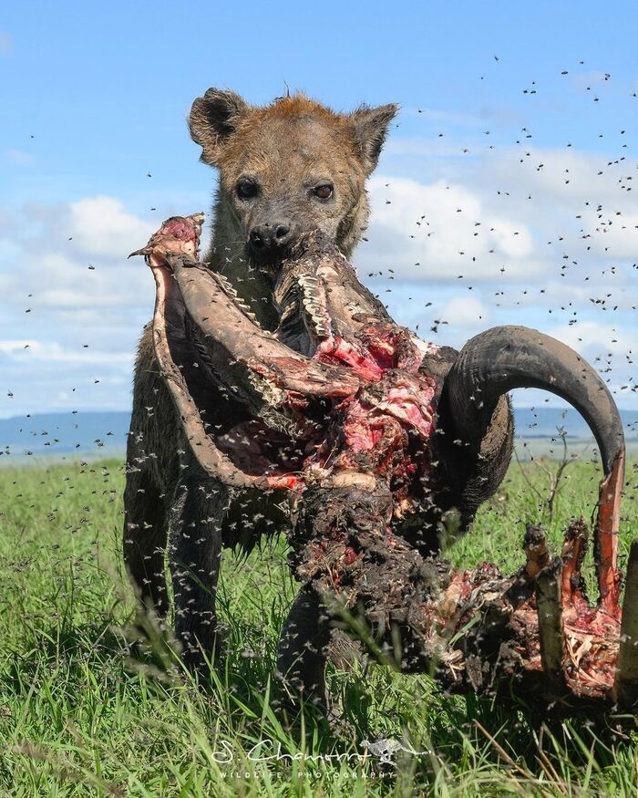 Cleaner - Spotted Hyena, Hyena, Predatory animals, Wild animals, wildlife, Reserves and sanctuaries, Masai Mara, Africa, The photo, Insects, Remains, Scull, Carrion