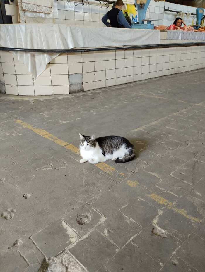 Cat - My, cat, Meat, Market, The photo