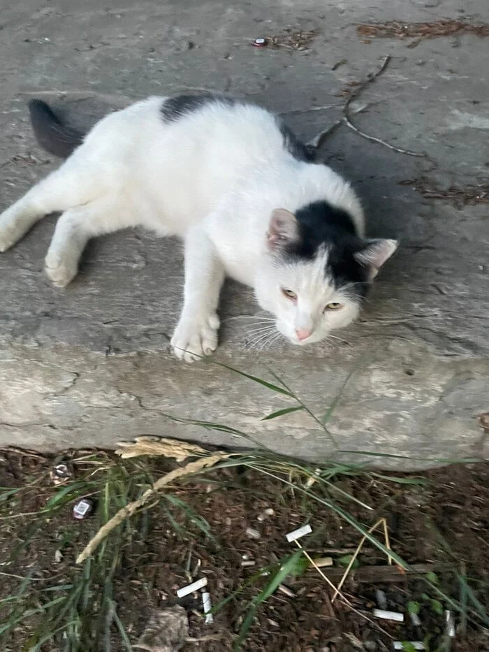 Despite the large number of views and comments, the cat is still on the street and is slowly losing the luster of a pet - Saint Petersburg, Leningrad region, Helping animals, cat, Homeless animals, Video, Youtube, Longpost