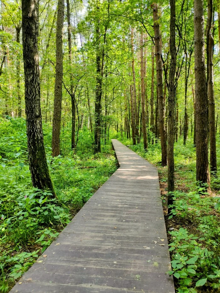 Path in the park - My, Track, The park, Walk in the woods, Mobile photography