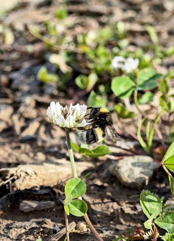 Shaggy ass - My, Bumblebee, Flowers, Mobile photography, Insects