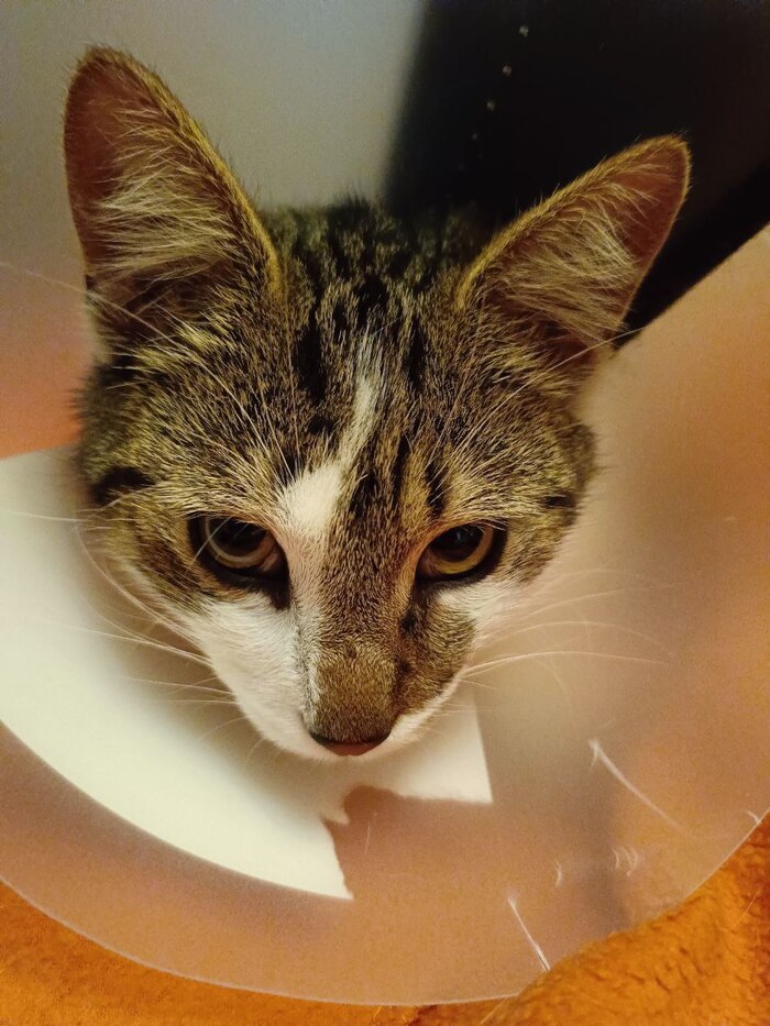 А это уже дома, после ветеринара, с промытой раной и намазанной мазью... недоволен.