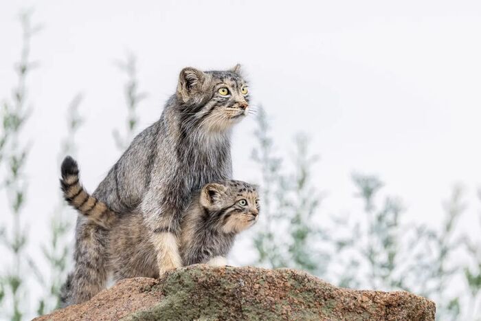 Что они увидели?