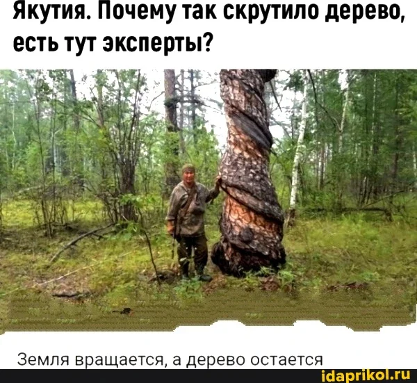 What kind of self-tapping screw is this?????????? - Humor, Situation, Picture with text, Fight for survival, Mystery, Oddities, Nature, Тайны, Tree, Yakutia, Comments