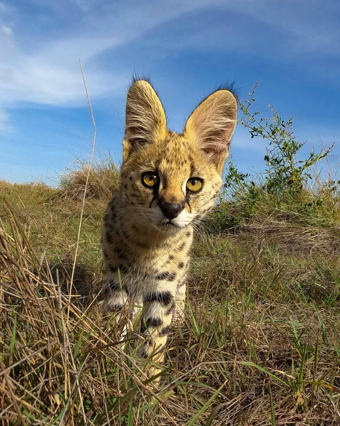 Serval kittens - Serval, Young, Playfulness, Africa, wildlife, Milota, Animal games, Predatory animals, Cat family, Small cats, Wild animals, Savannah, Video, Telegram (link), Longpost