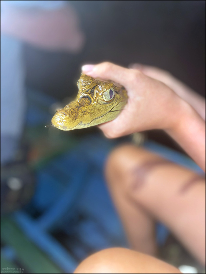 ������� �������