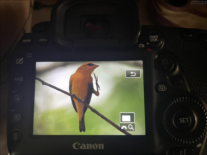 ������: Orange-fronted yellow finch/ ���������� �������