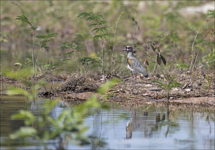 ���������� �����/ Southern lapwing