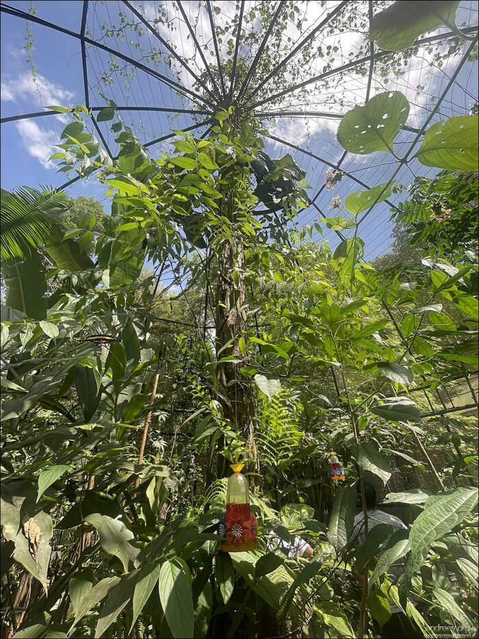 ��������� � Museu da Amazônia, ������