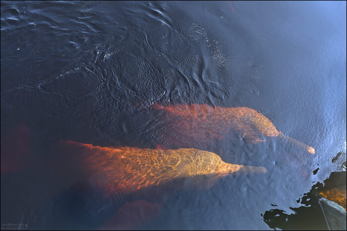 ��� ������� ������ �������� � boto rosa