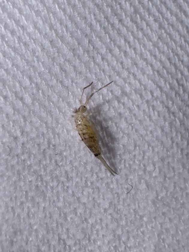 Please tell me what kind of insect is in the apartment? - Question, Ask Peekaboo, Need advice, Problem, Insects